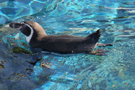 Humboldt Pernguin - Spheniscus humboldtiiの写真素材