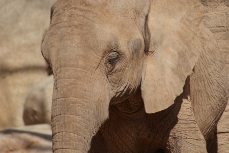 African Bush Elephant - Loxodonta africanaの写真素材