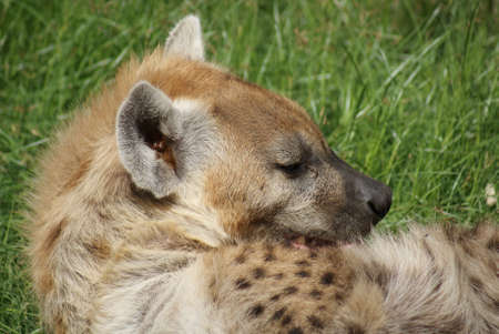 Spotted Hyena - Crocuta crocutaの写真素材