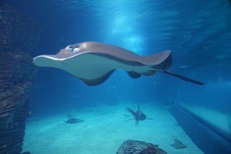 Stingray in deep blue water