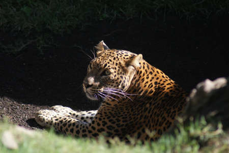 Leopard - Panthera pardusの写真素材