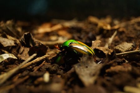 A Flamboyant Flower Beetle on ground - Eudicella gralliの写真素材