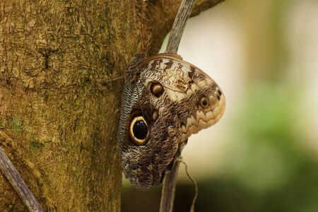 A Beautiful Forest Giant Owl - Caligo eurilochusの写真素材