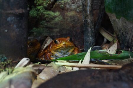 A Sambava Tomato Frog - Dyscophus guineti