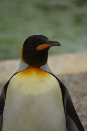 Large King Penguin - Aptenodytes patagonicusの写真素材