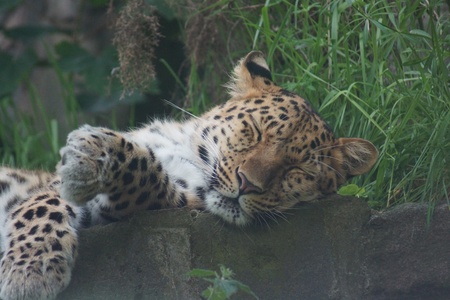 A Resting Amur Leopard - Panthera pardus orientalis