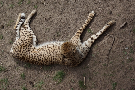 Cheetah - Acinonyx jubatus - Restingの写真素材