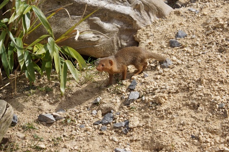 Wild Common Dwarf Mongoose - Helogale parvula