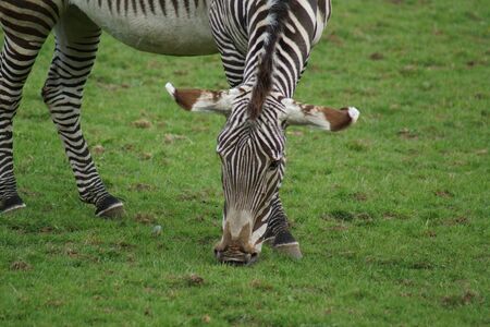 A Large Grevy's Zebra - Equus grevyiの写真素材
