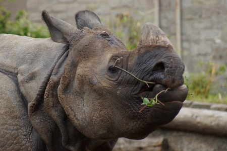 A Large Indian Rhinoceros - Rhinoceros unicornisの写真素材