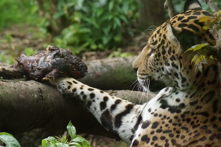 A Large Jaguar - Panthera oncaの写真素材