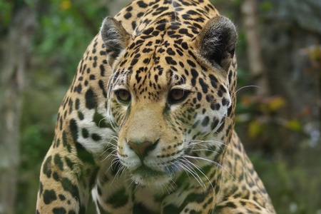 A Large Jaguar - Panthera oncaの写真素材