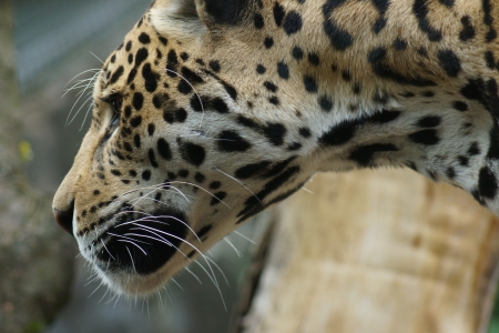 A Large Jaguar - Panthera oncaの写真素材