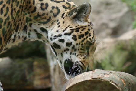 A Large Jaguar - Panthera oncaの写真素材