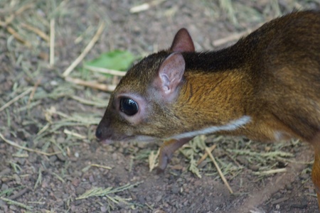 A Lesser Malay Chevrotain - Tragulus kanchil - Mouse-deer