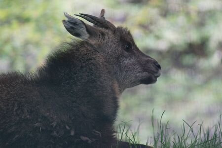 Chinese Long-tailed Goral - Naemorhedus caudatus arnouxianusの写真素材