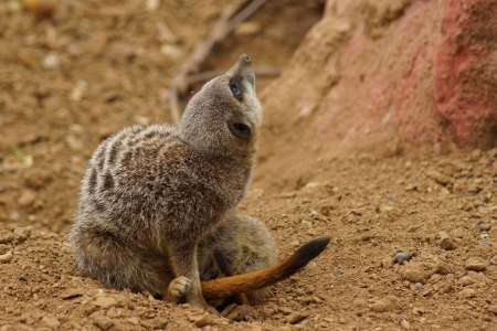Inside a Meerkat Clan - Suricata suricattaの写真素材