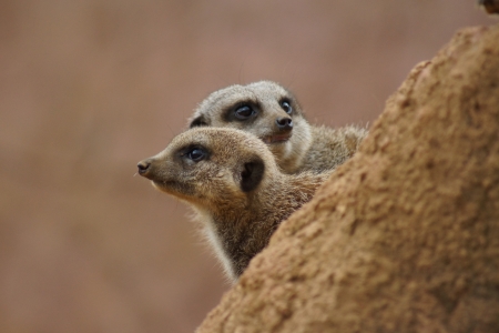 Inside a Meerkat Clan - Suricata suricattaの写真素材