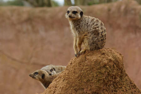 Inside a Meerkat Clan - Suricata suricattaの写真素材