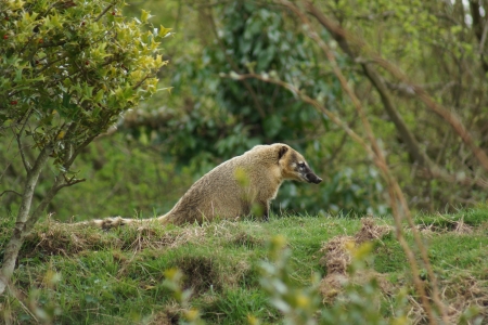 A Wild Ring-tailed Coati - Nasua nasuaの写真素材