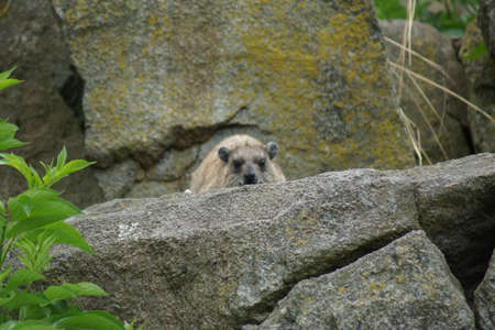 A Wild Rock Hyrax - Procavia capensis on rocks