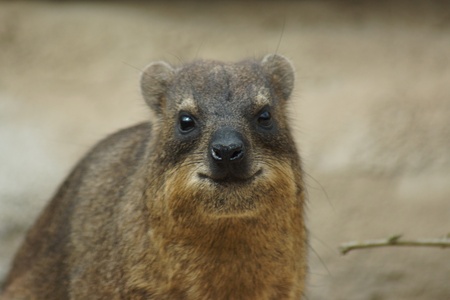 A Wild Rock Hyrax - Procavia capensis