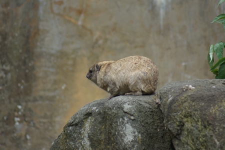 A Wild Rock Hyrax - Procavia capensis on rocks