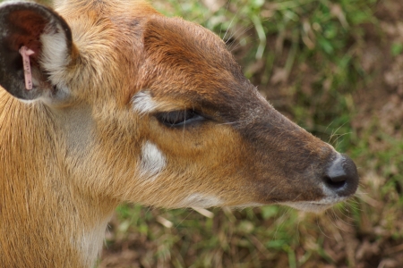 A Female Sitatunga - Tragelaphus spekiiの写真素材
