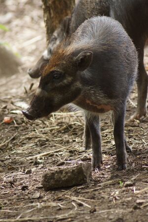 Wild Negros Warty Pig - Sus cebifrons negrinusの写真素材