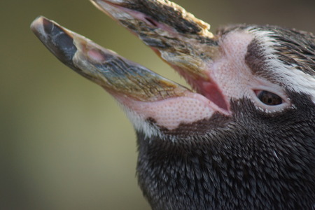 An Angry Humboldt Penguin - Spheniscus humboldtiの写真素材