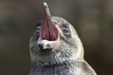 An Angry Humboldt Penguin - Spheniscus humboldtiの写真素材