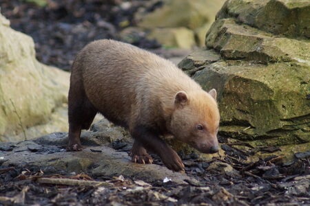 Wild Bush Dog - Speothos venaticusの写真素材