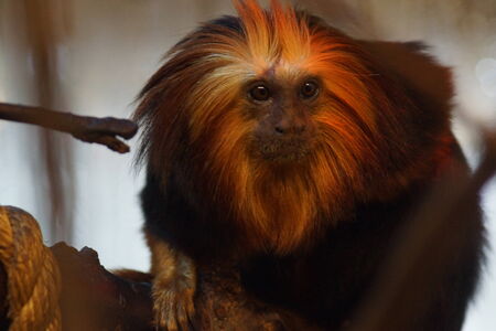 A Golden-headed Lion Tamarin - Leontopithecus chrysomelasの写真素材