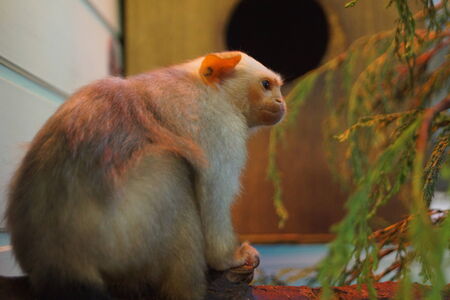 A Small Silvery Marmoset - Mico argentus