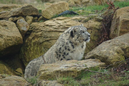 Wild Snow Leopard - Pantheria unciaの写真素材