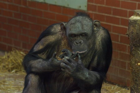 A Common Chimpanzee - Pan troglodytesの写真素材