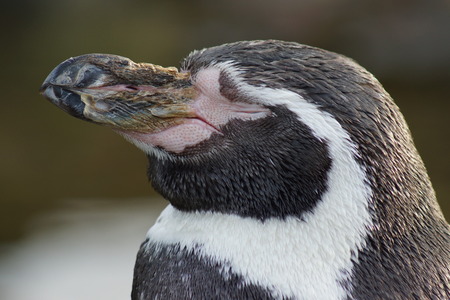 A Humboldt Penguin - Spheniscus humboldtiの写真素材