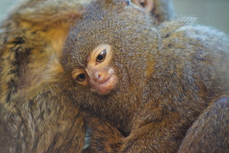 A Pygmy Marmoset - Cebuella pygmaea