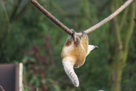 A South American Coati - Nasua nasuaの写真素材