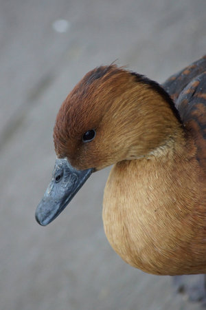A Fulvous Whistling Duck - Dendrocygna bicolorの写真素材