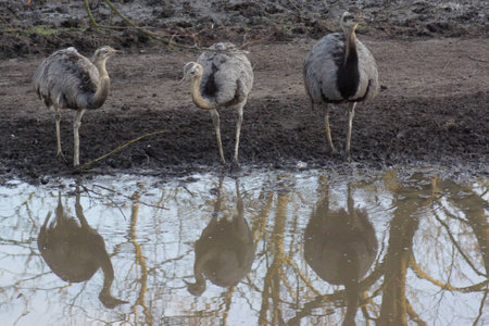 A wild flock of Greater Rhea - Rhea americana at the watering holeの写真素材