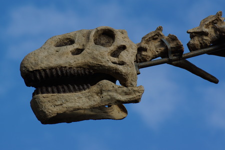 A large extinct Brachiosaurus - Brachiosaurus altithoraxのeditorial素材
