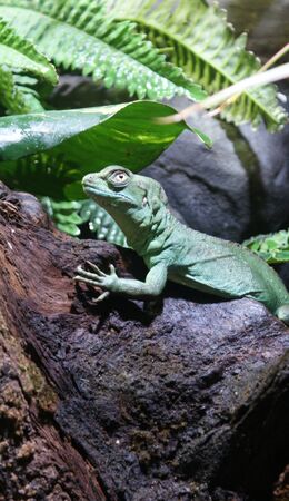 A Resting Plumed Basilisk - Basiliscus plumifrons