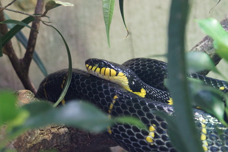 A Curled Mangrove Snake - Boiga dendrophilaの写真素材