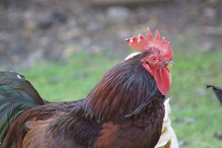 Chicken - Gallus gallus - Images from the farmyardの写真素材