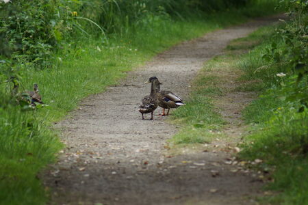 A Mallard - Anas platyrhynchos - Wild Duck - Pathway to Romanceの写真素材