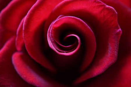 Close-up image of a Red Rose - Colinda - Hybrid Tea