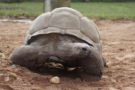 A Wild Aldabran Giant Tortoise - Aldabrachelys giganteaの写真素材