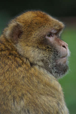 The European Monkey の写真素材