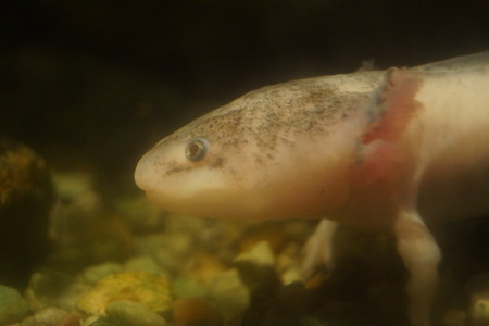 A White Axolotl - Ambystoma mexicanum submerged in waterの写真素材